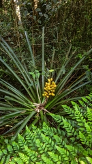 Bromelia antiacantha