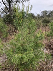 Pinus clausa