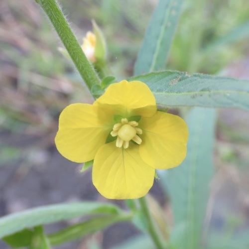 Clavose (Ludwigia octovalvis)