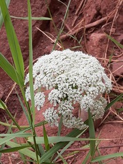 Daucus carota gummifer
