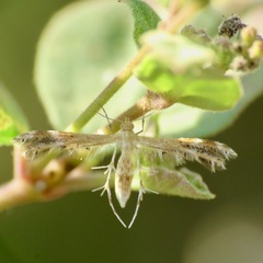 Lantanophaga pusillidactylus