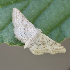 Idaea tacturata
