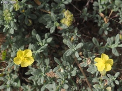 Helianthemum stipulatum