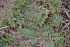 Tephrosia onobrychoides