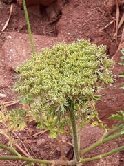 Daucus carota gummifer