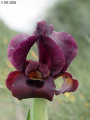 Iris atropurpurea