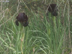 Iris atropurpurea