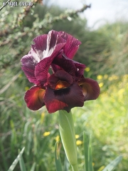 Iris atropurpurea