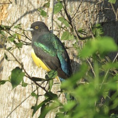 Trogon citreolus