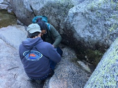 Scleropodium obtusifolium