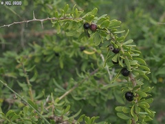 Lycium schweinfurthii