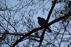Columba palumbus