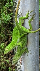 Anolis biporcatus