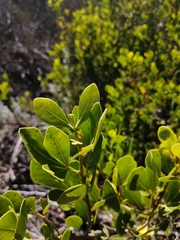 Searsia lucida