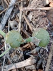 Convolvulus hermanniae