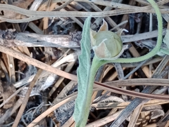 Convolvulus hermanniae