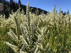 Veratrum californicum