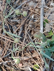 Convolvulus hermanniae