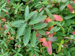 Hypericum monogynum
