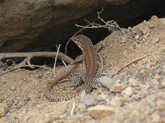 Callopistes maculatus