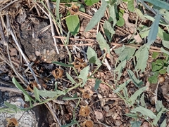 Convolvulus hermanniae