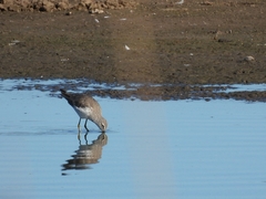 Calidris himantopus