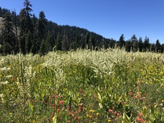 Veratrum californicum