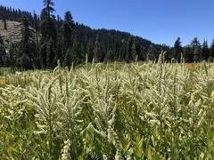 Veratrum californicum
