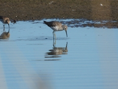Calidris himantopus