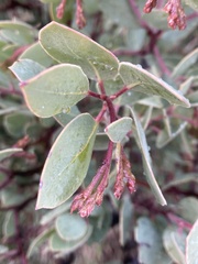 Arctostaphylos viscida pulchella