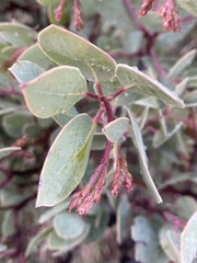 Arctostaphylos viscida pulchella