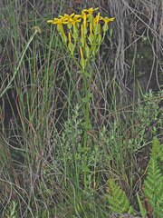 Sebaea natalensis