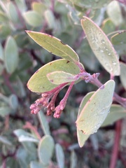 Arctostaphylos viscida pulchella