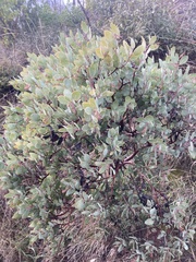 Arctostaphylos viscida pulchella