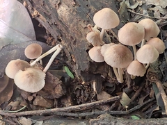 Agaricales