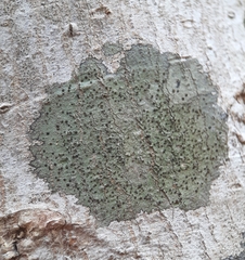 Caliciaceae