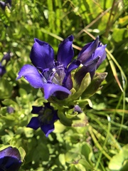 Gentiana plurisetosa