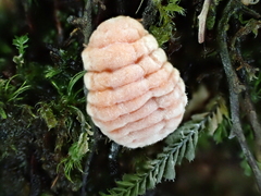 Coelostomidia zealandica