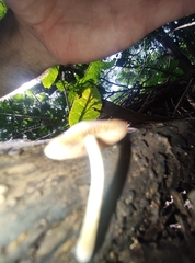 Agaricales