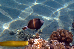 Sufflamen albicaudatum