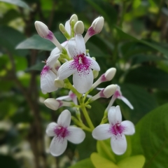 Pseuderanthemum carruthersii