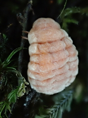 Coelostomidia zealandica
