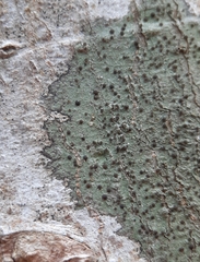 Caliciaceae