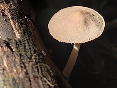 Agaricales