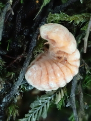 Coelostomidia zealandica