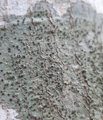 Caliciaceae