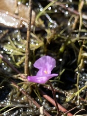 Utricularia resupinata