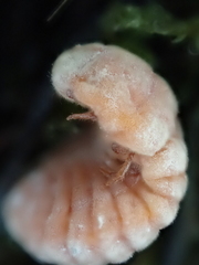 Coelostomidia zealandica