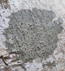 Caliciaceae
