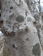 Caliciaceae